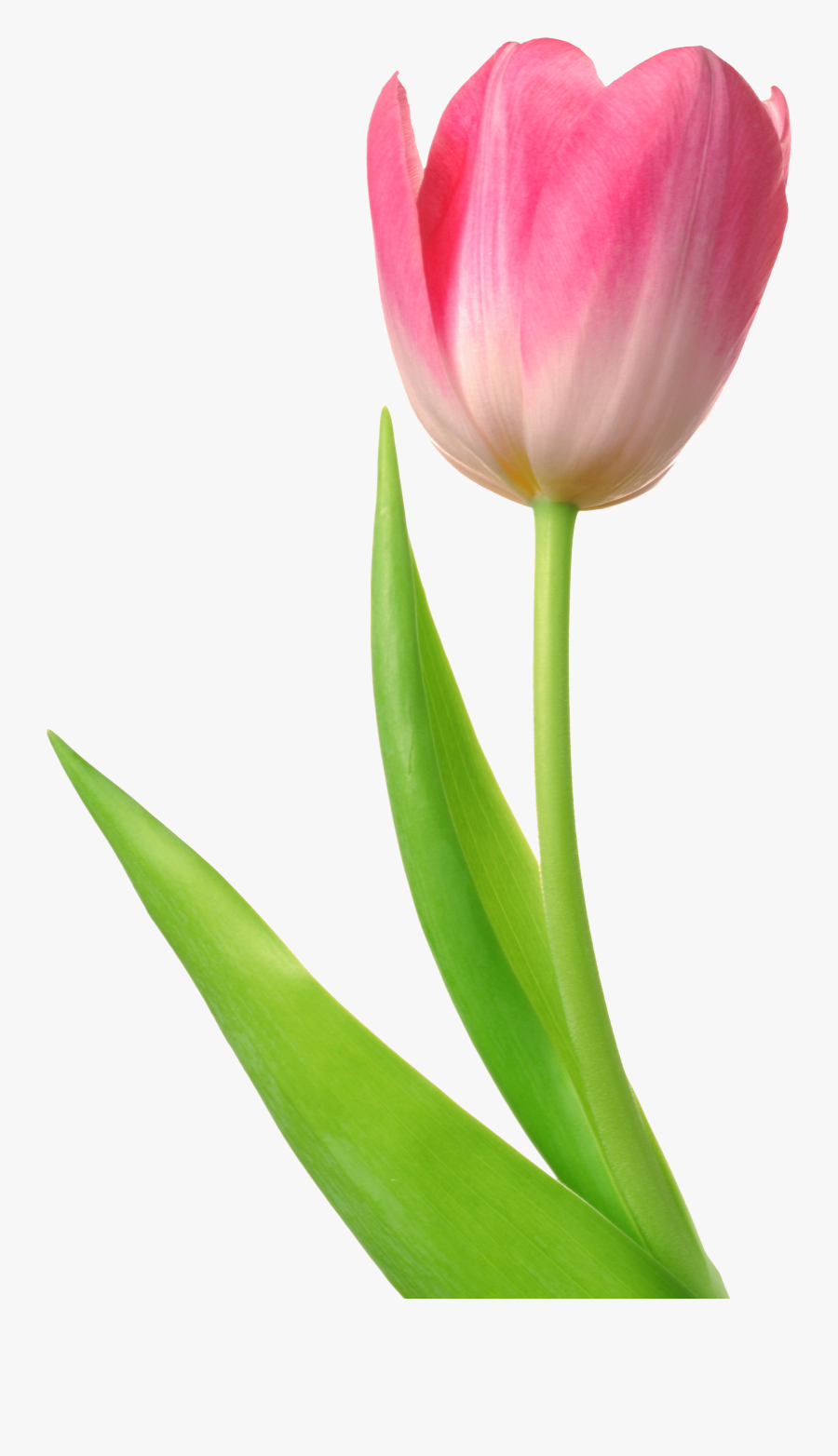 Tulip Clipart - Tulip Png, Transparent Clipart