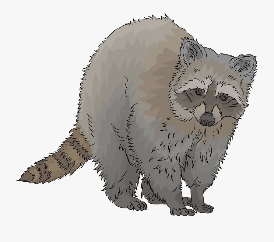 Domestic Long-haired Cat, Transparent Clipart