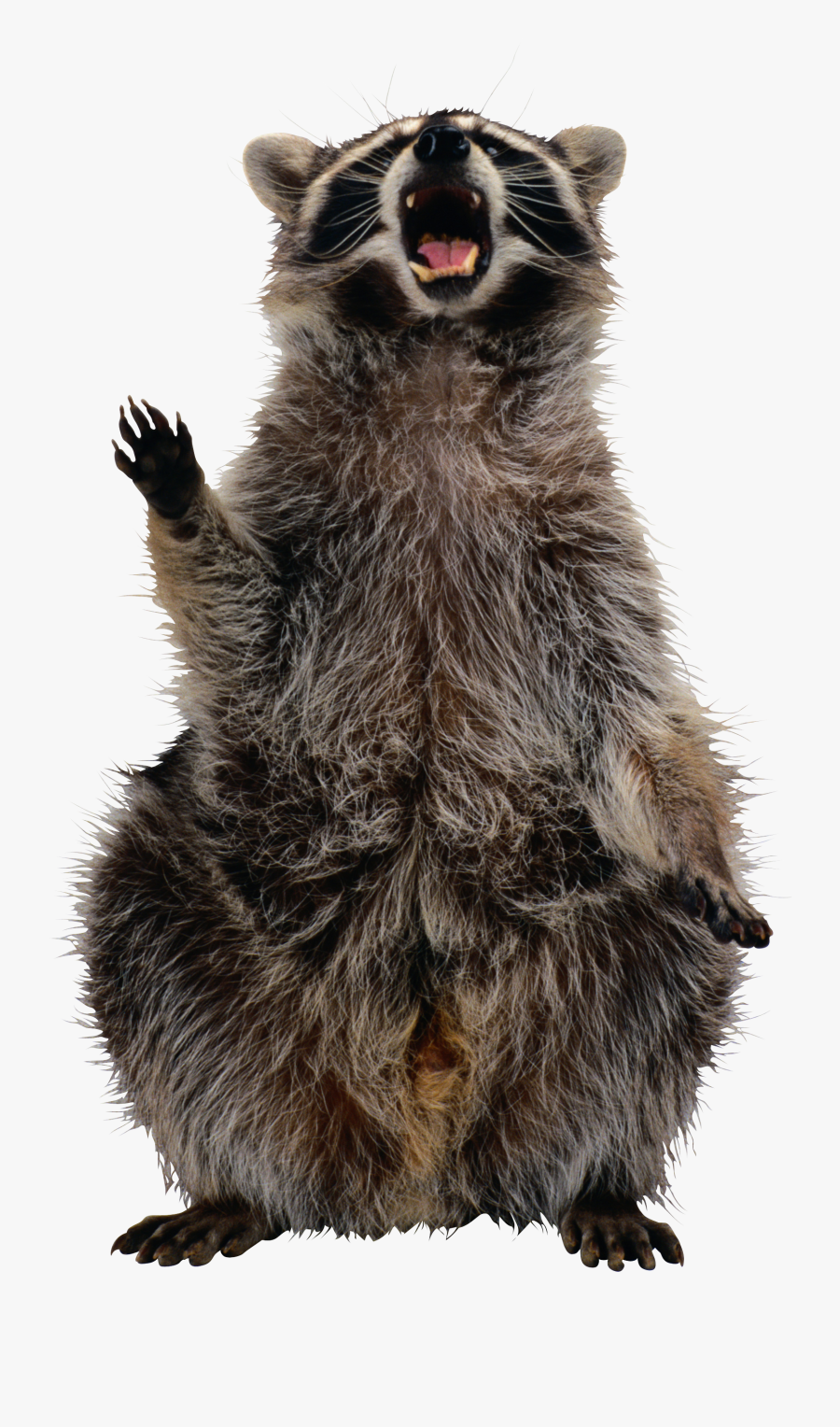 Raccoon Png - Raccoon Transparent, Transparent Clipart