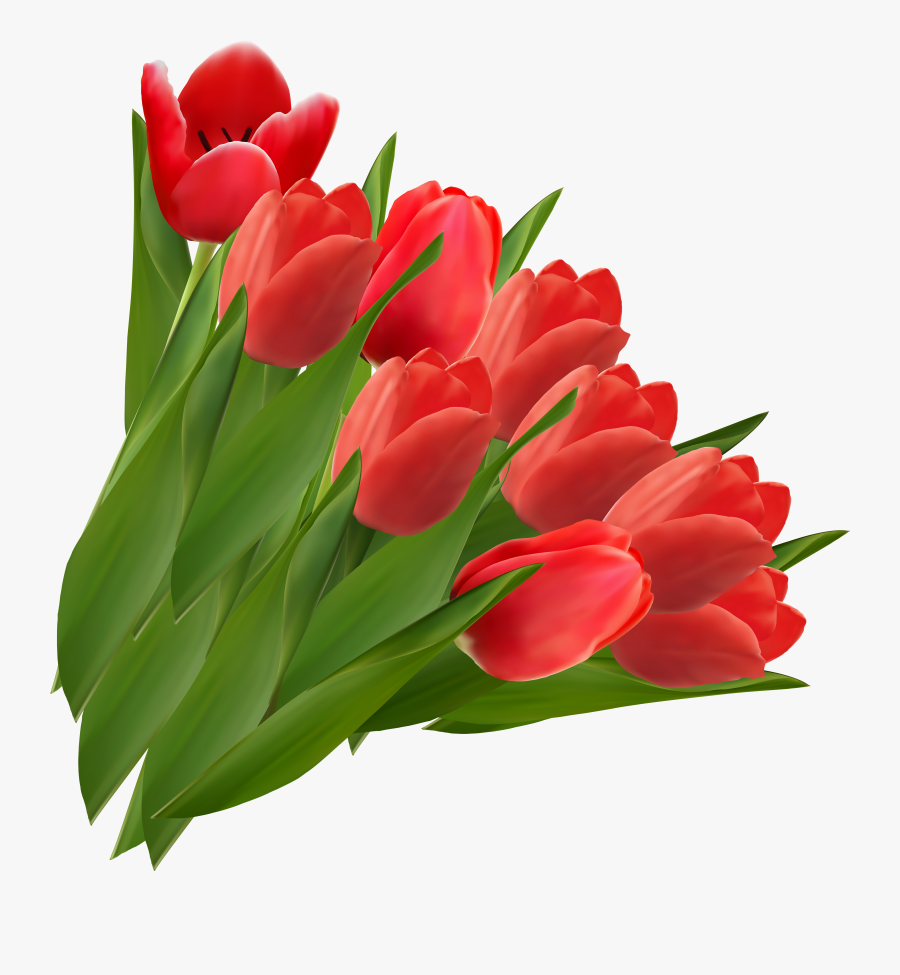 Tulip Clipart Tulips Png - Red Tulip Flowers Clip Art, Transparent Clipart