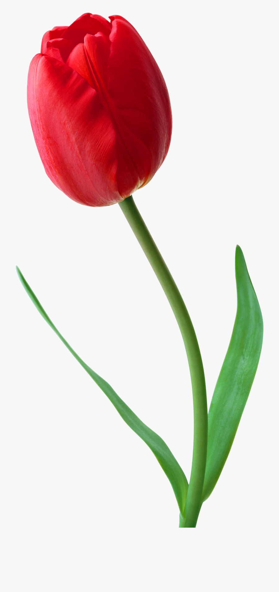 Red Tulip Flower Png, Transparent Clipart