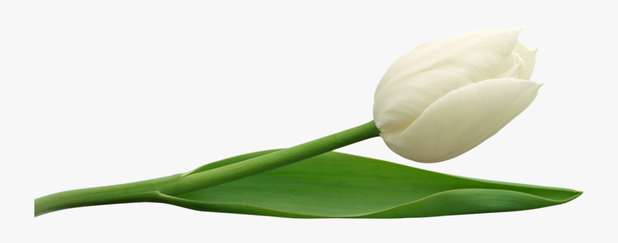 White Tulip Png, Transparent Clipart