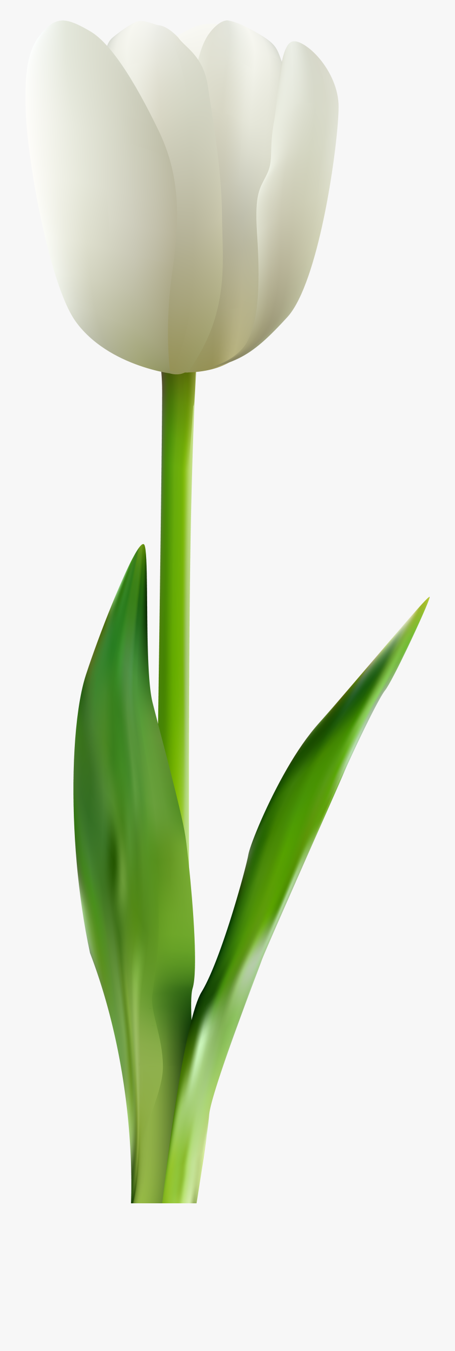 Tulip Flower Clip Art - White Tulip Flower Png, Transparent Clipart
