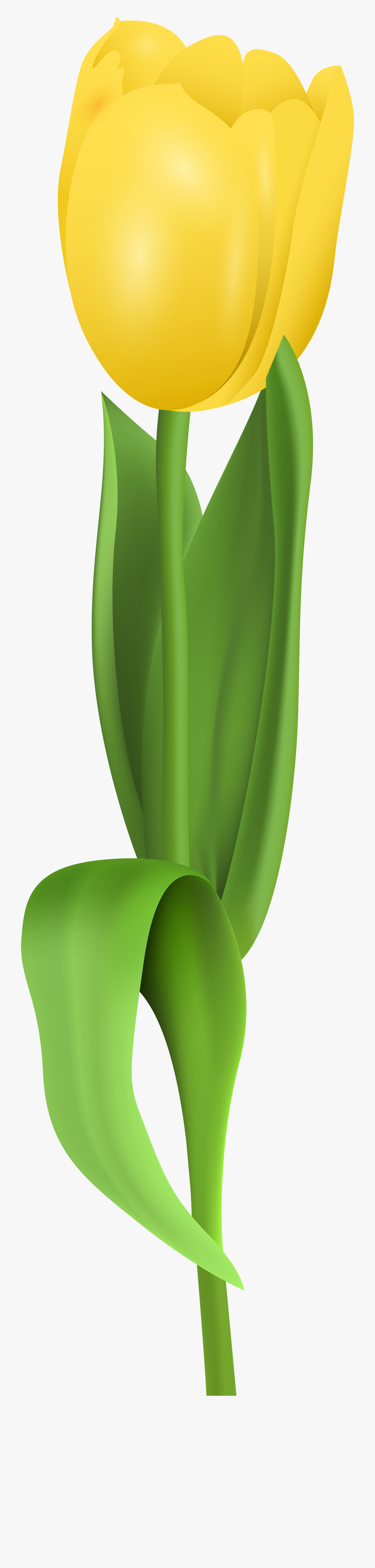 Yellow Tulip Png Clip Art Imageu200b Gallery Yopriceville - Yellow Tulip Clip Art, Transparent Clipart