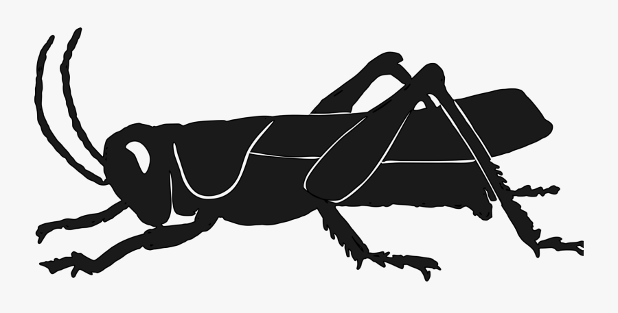 Silhouette,monochrome Photography,pollinator - Grasshopper Silhouette, Transparent Clipart