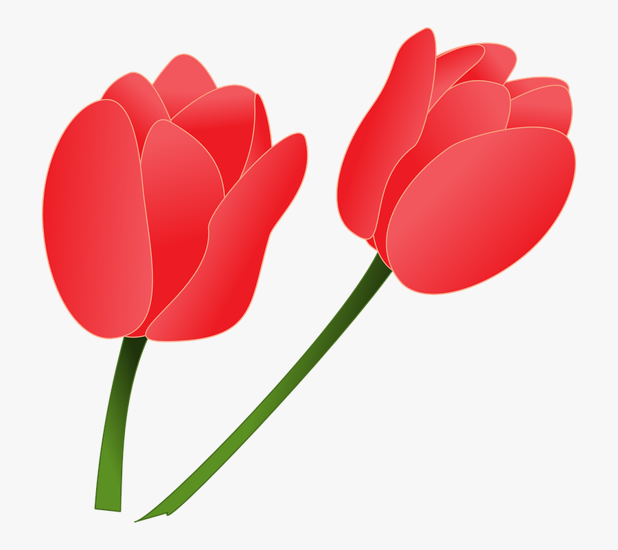 Free Tulip Clipart 14, - ดอก ทิว ลิ ป Png, Transparent Clipart