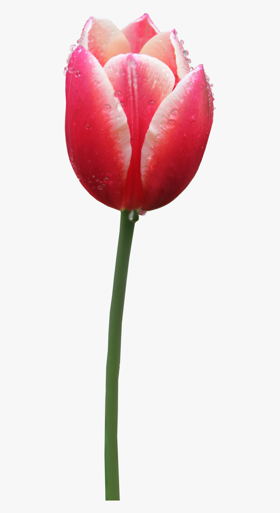 Tulip Clipart - Tulip Png, Transparent Clipart