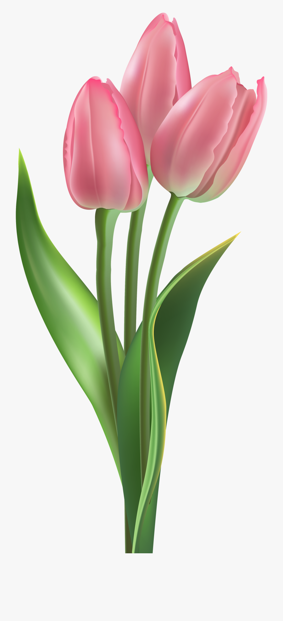 Tulips Png, Transparent Clipart