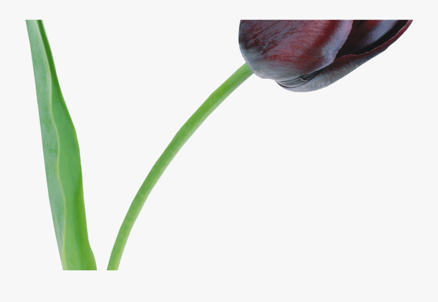 Large Black Tulip Png Clipart Flower Tulip Pinterest - Rose, Transparent Clipart