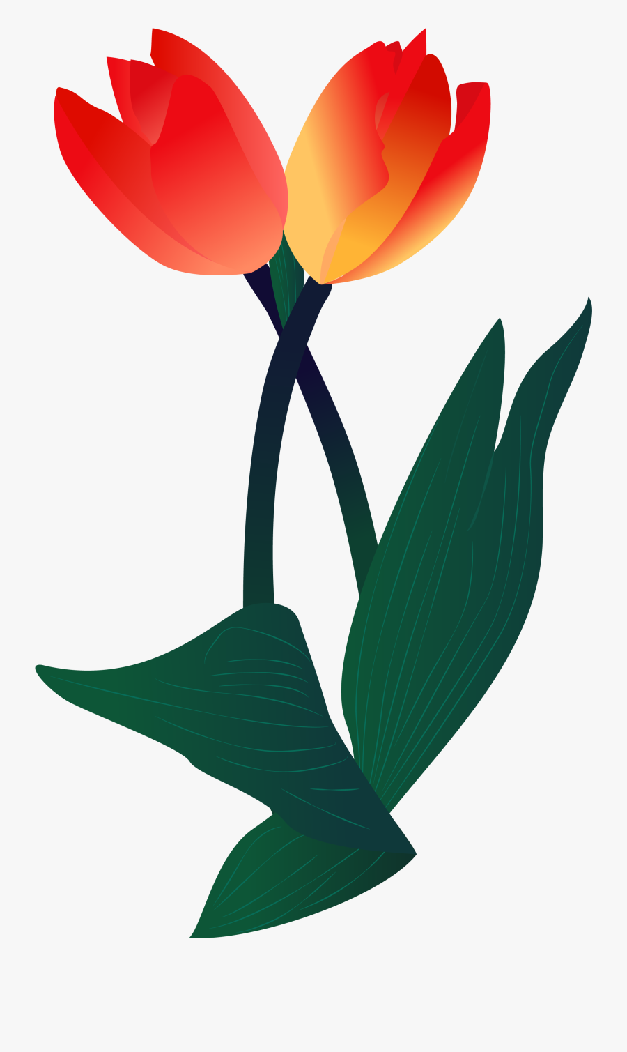 Plant Illustration Flower Png And Vector Image - Sprenger's Tulip, Transparent Clipart