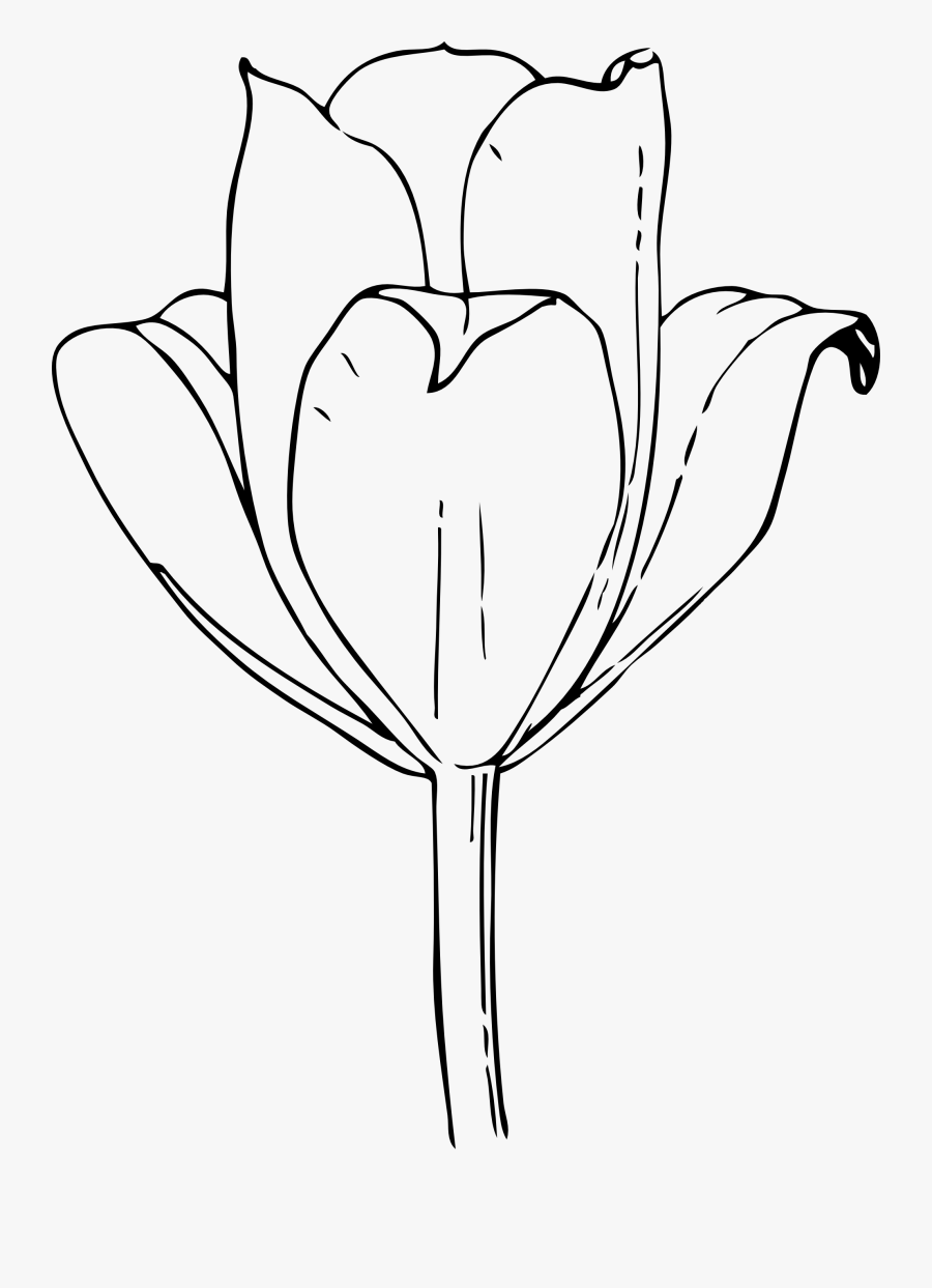 Clipart - Tulip Flower, Transparent Clipart