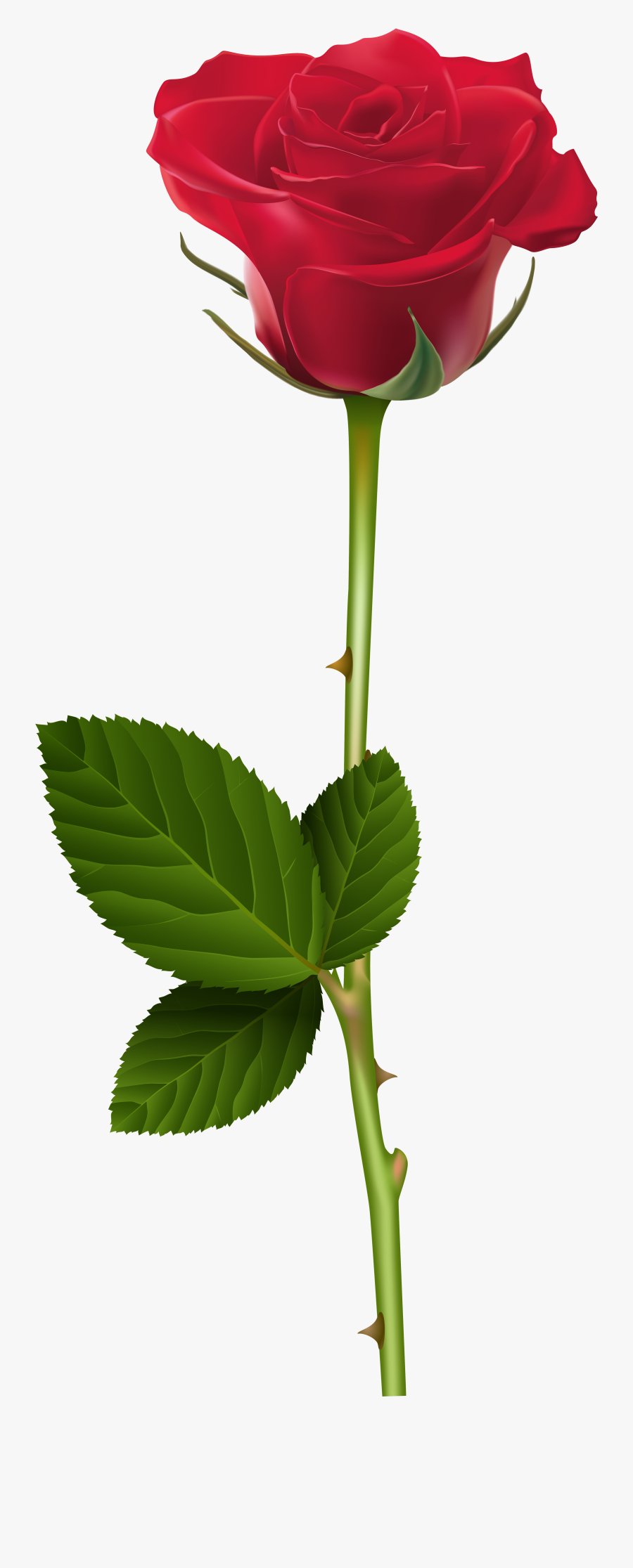 Ground Clipart Tulip - Single Rose Png, Transparent Clipart