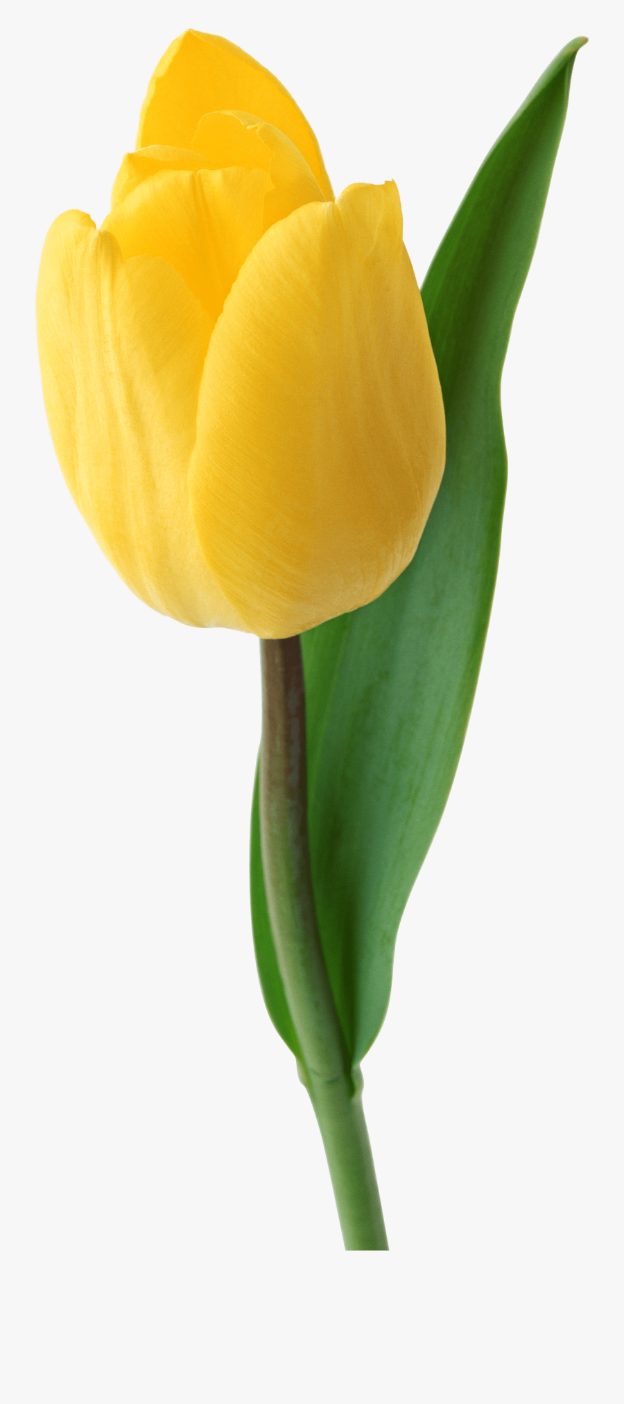 Yellow Tulip Flower Png, Transparent Clipart