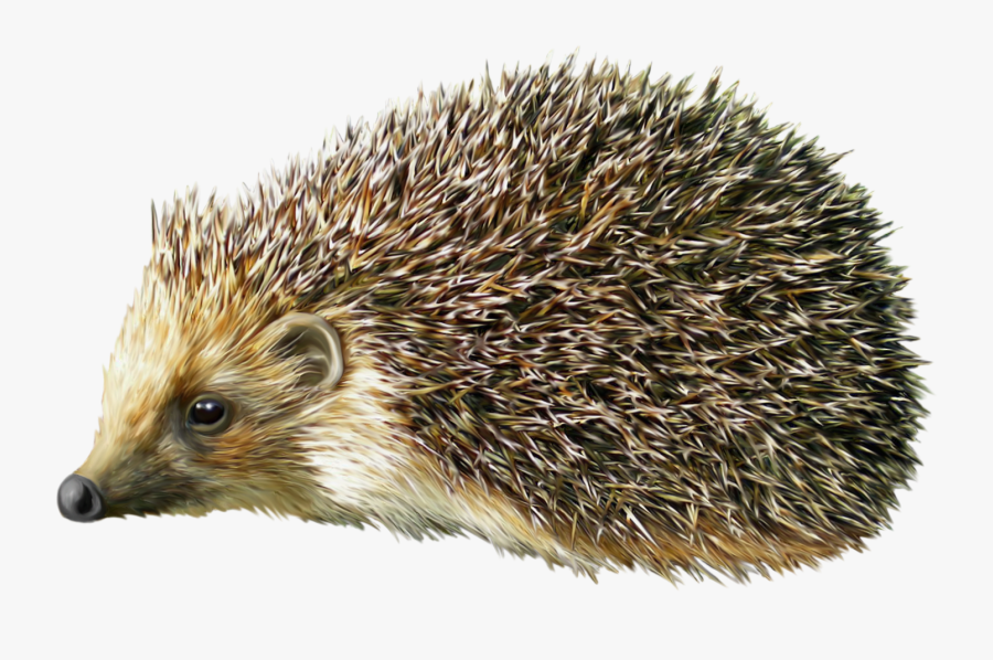 Hedgehog Png Clipart - Porcupine Png, Transparent Clipart