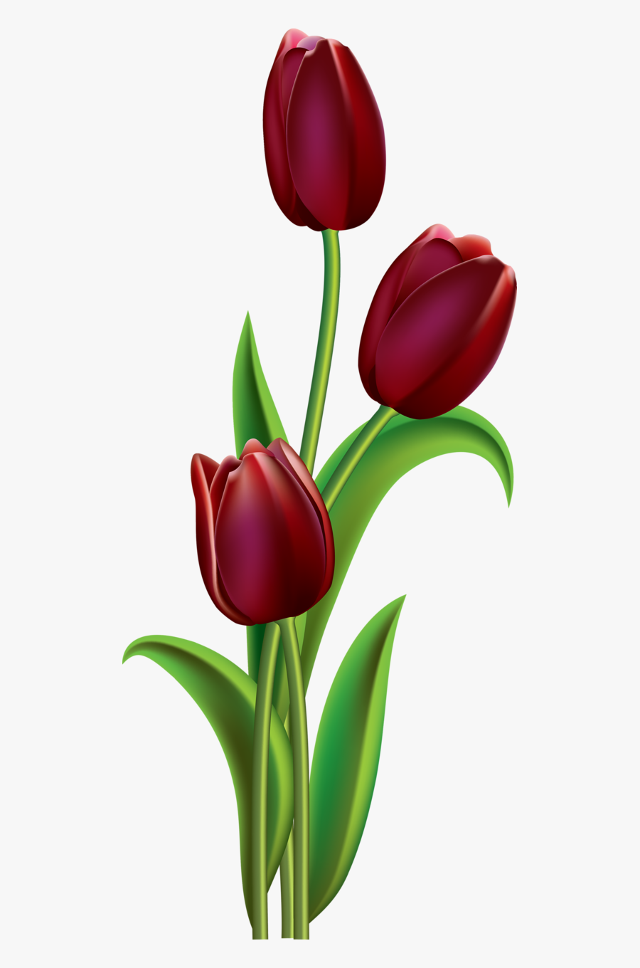 Transparent Red Tulip Clipart - Easy Tulip Flower Painting, Transparent Clipart