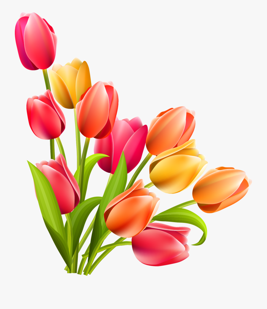 Tulips Clipart Png, Transparent Clipart