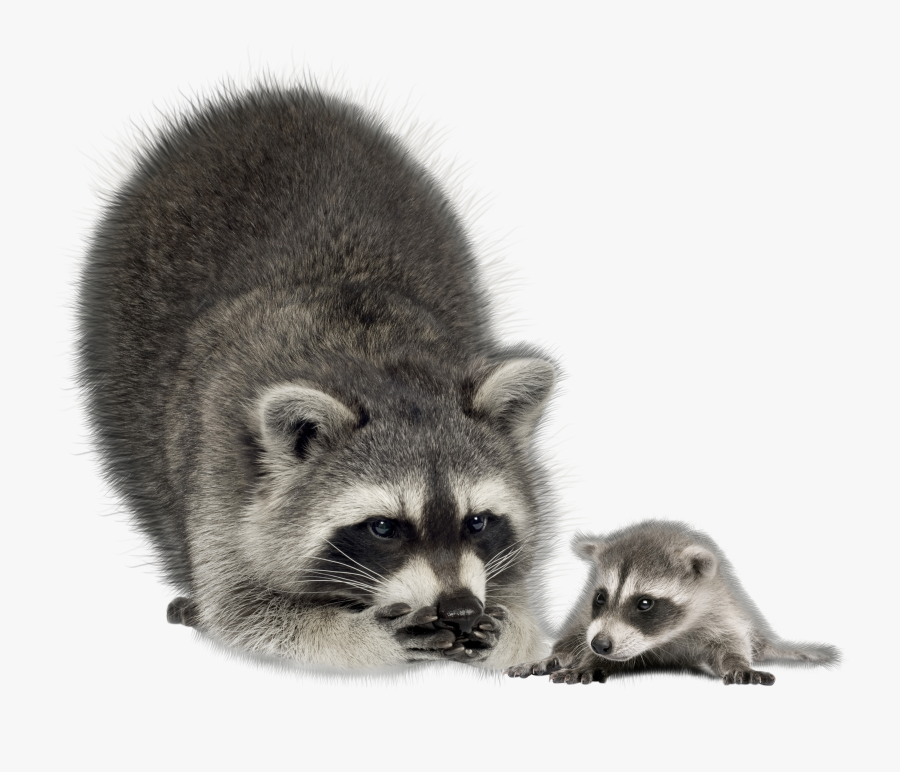Raccoon Png - Raccoon Png Transparent, Transparent Clipart