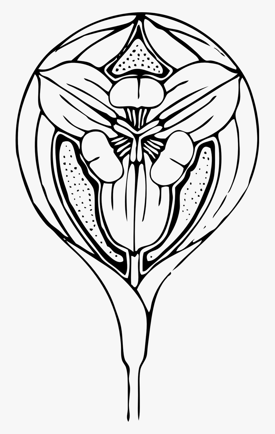 Tulip Design - Flowers Drawings Art Nouveau, Transparent Clipart