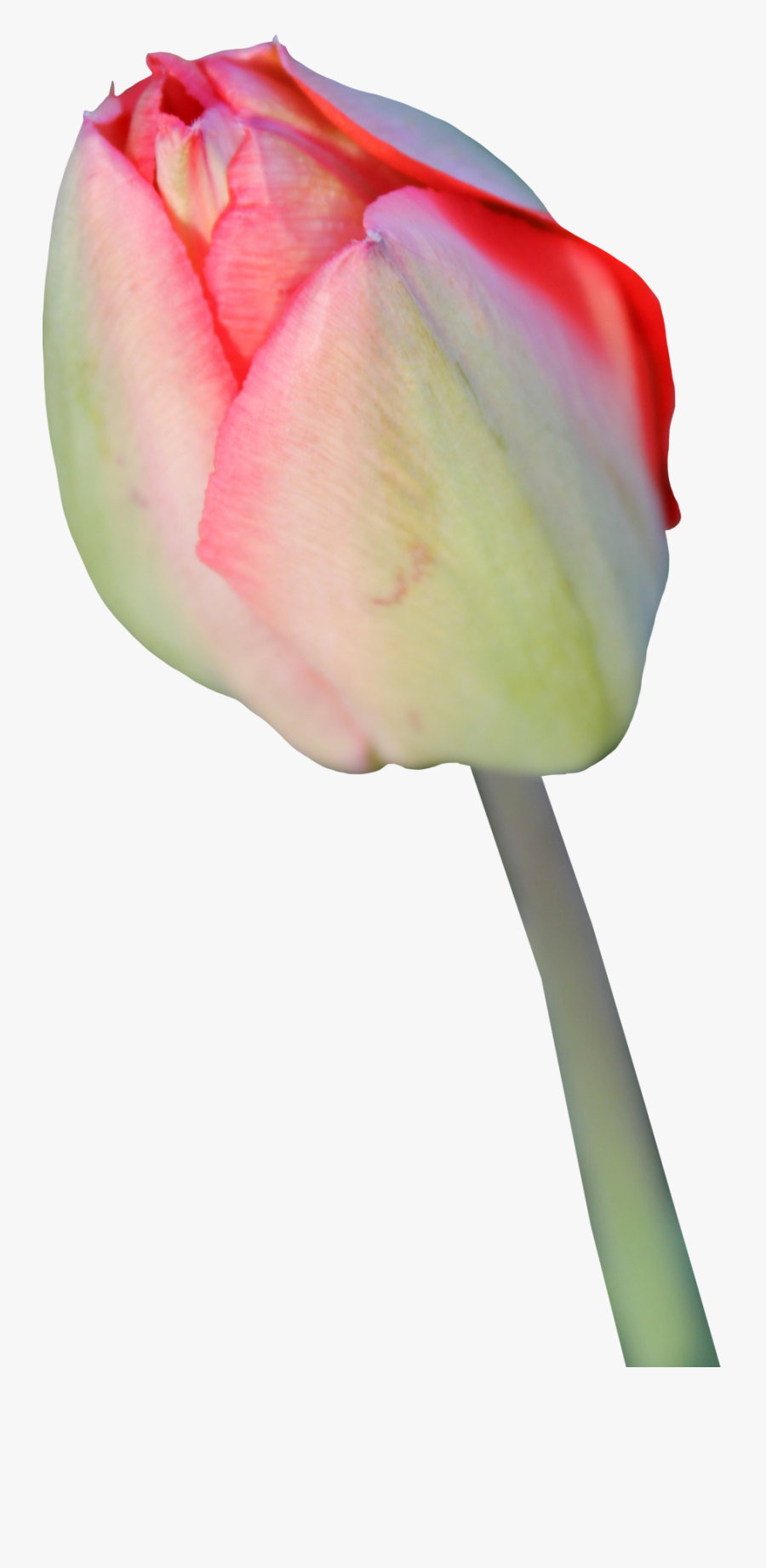 Tulip Transparent Background, Transparent Clipart