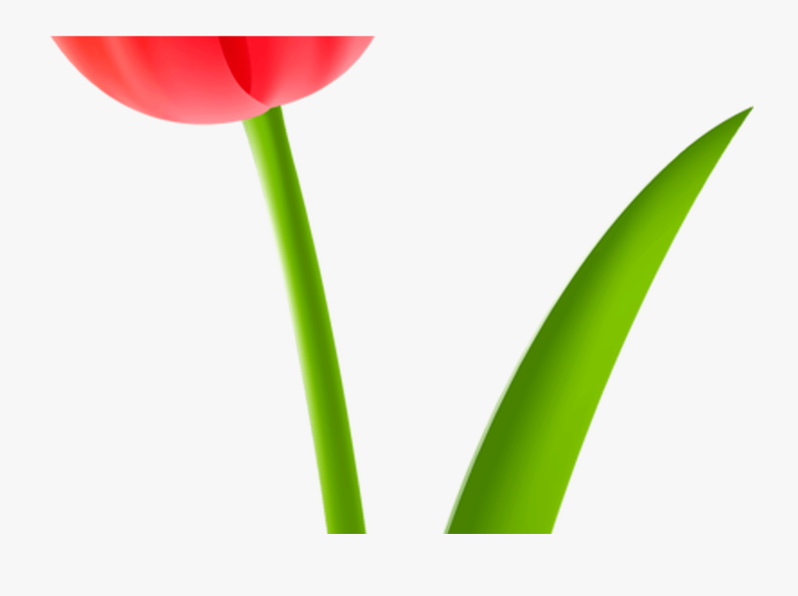 Tulip Cut Flowers Drawing Plant Stem Free Commercial - Sprenger's Tulip, Transparent Clipart