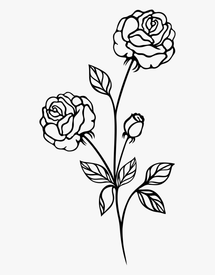 Image Result For White Rose - Rose Plant Black And White, Transparent Clipart