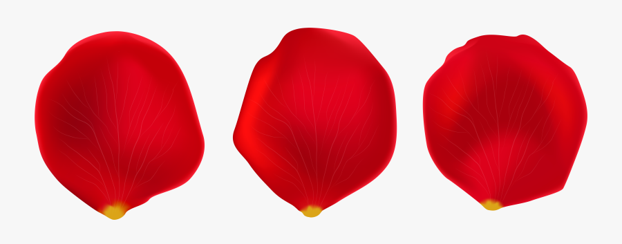 Tulip - Png Rose Petals Transparent, Transparent Clipart