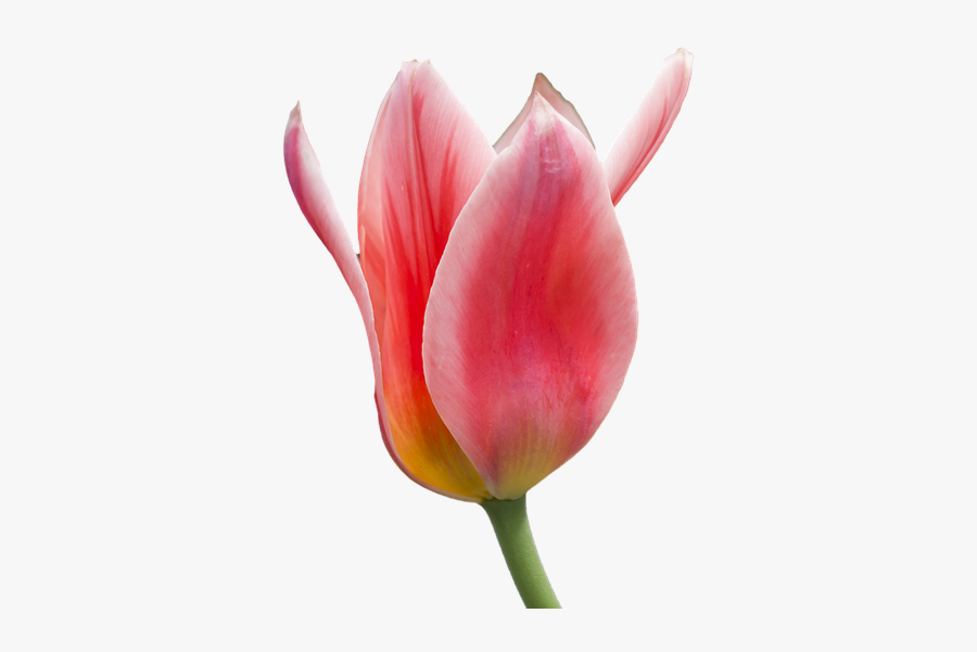 Tulipano Png, Transparent Clipart
