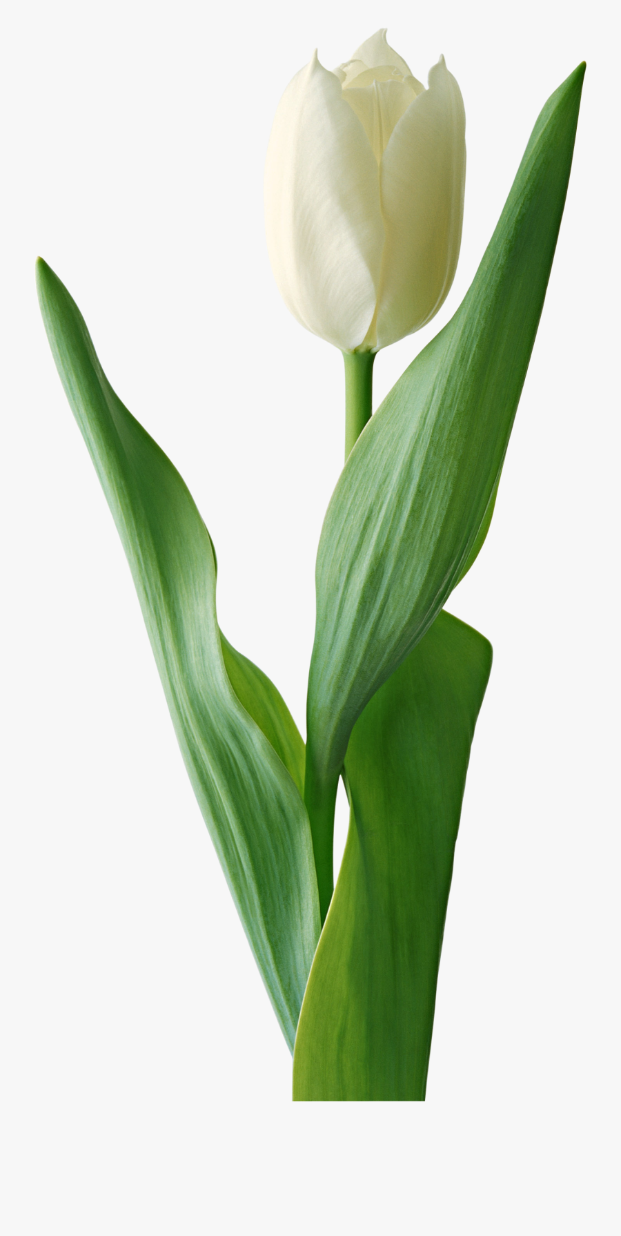 White Tulip Png, Transparent Clipart