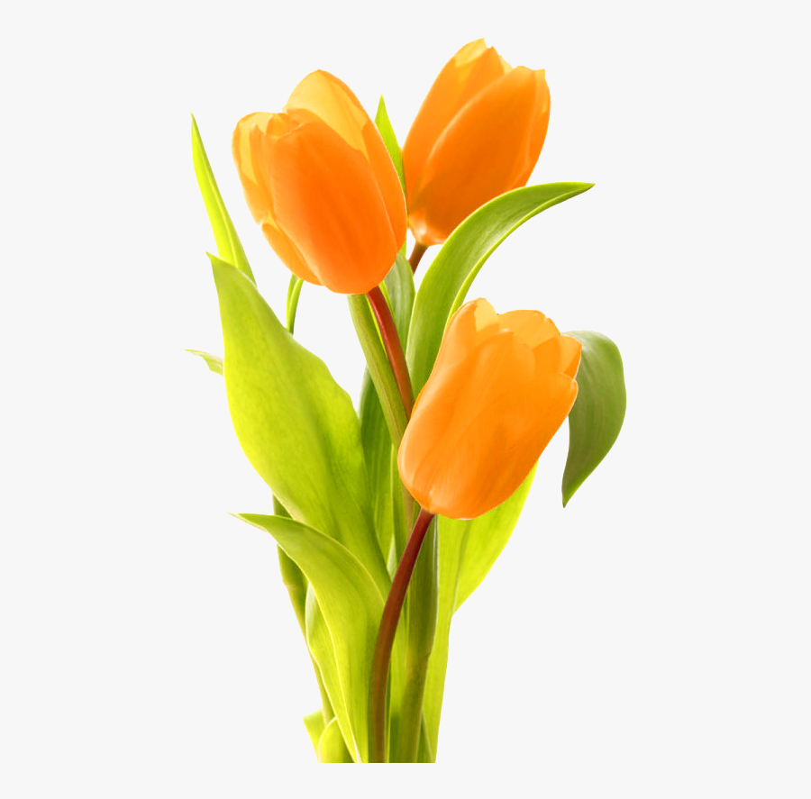 Transparent Flower Bouquet Clipart Png - Tulip Flower In Clipart, Transparent Clipart