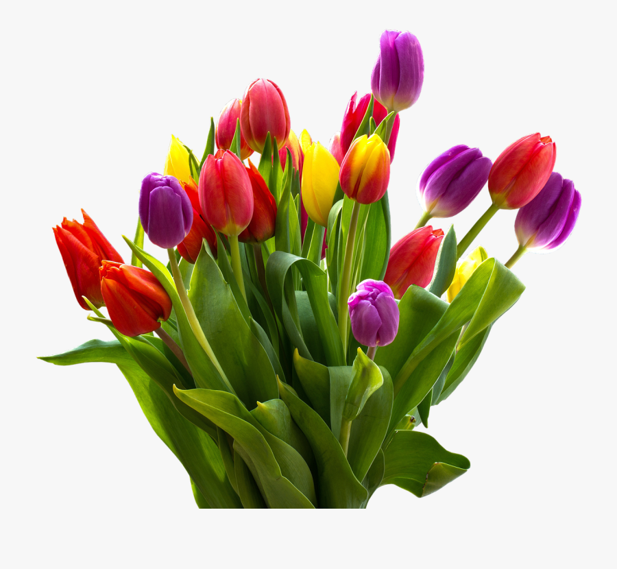 Easter Flower Png Transparent Images - Bunga Tulip Warna Warni, Transparent Clipart