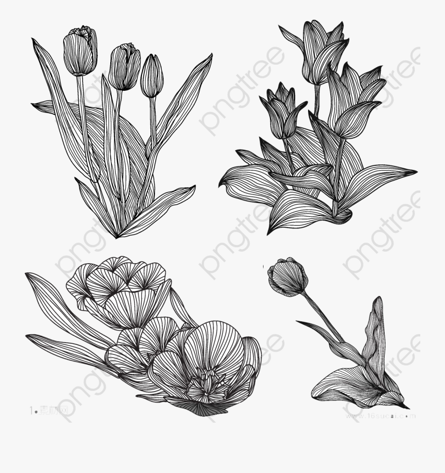 Line Drawing Of Plant - Tulip, Transparent Clipart