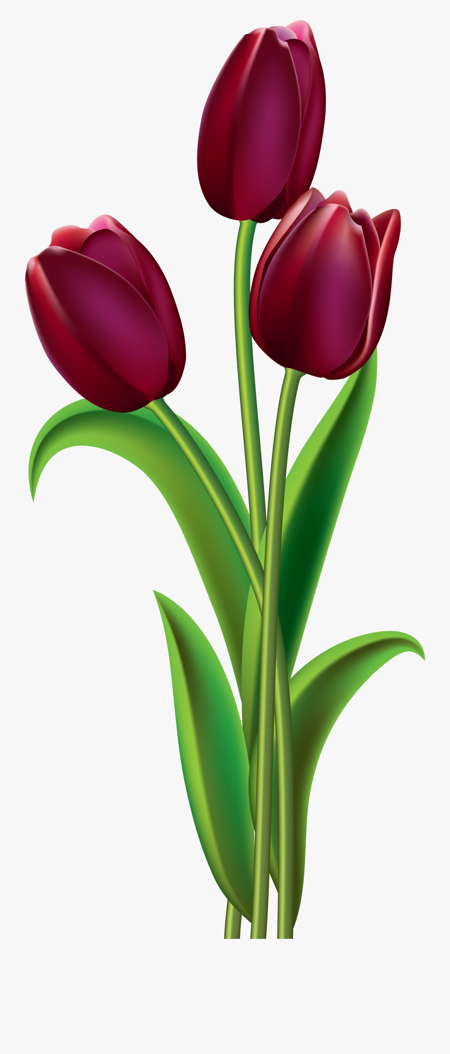 Red Dark Tulips Png Clipart Image - Transparent Tulip Png, Transparent Clipart