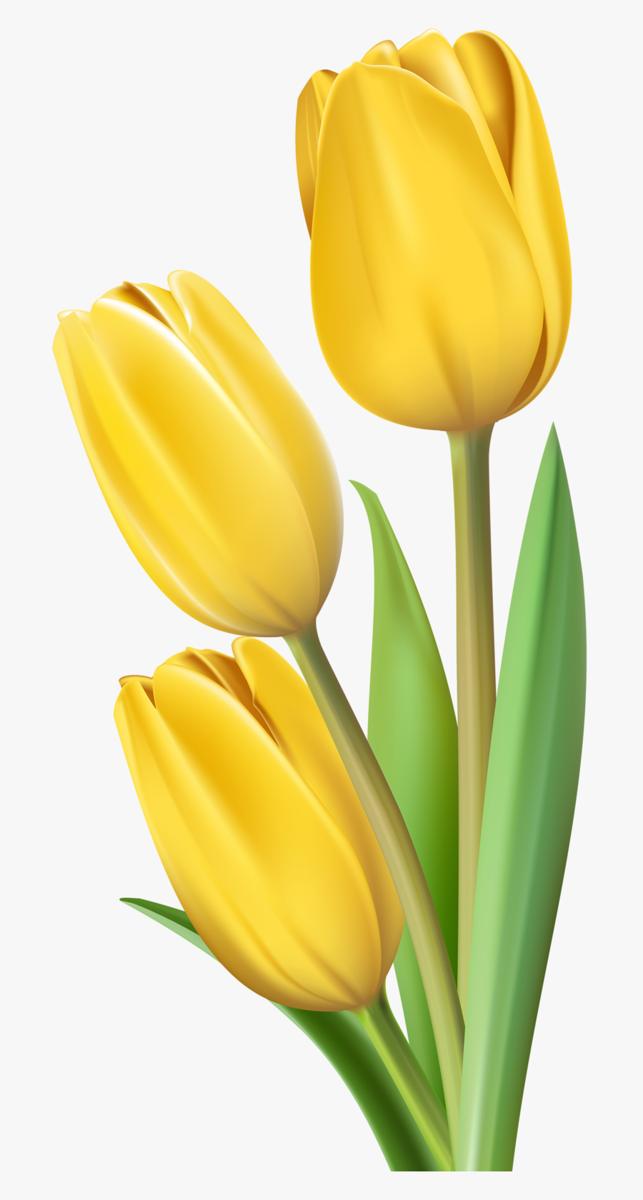 Фото, Автор Soloveika На Яндекс - Yellow Tulips No Background, Transparent Clipart