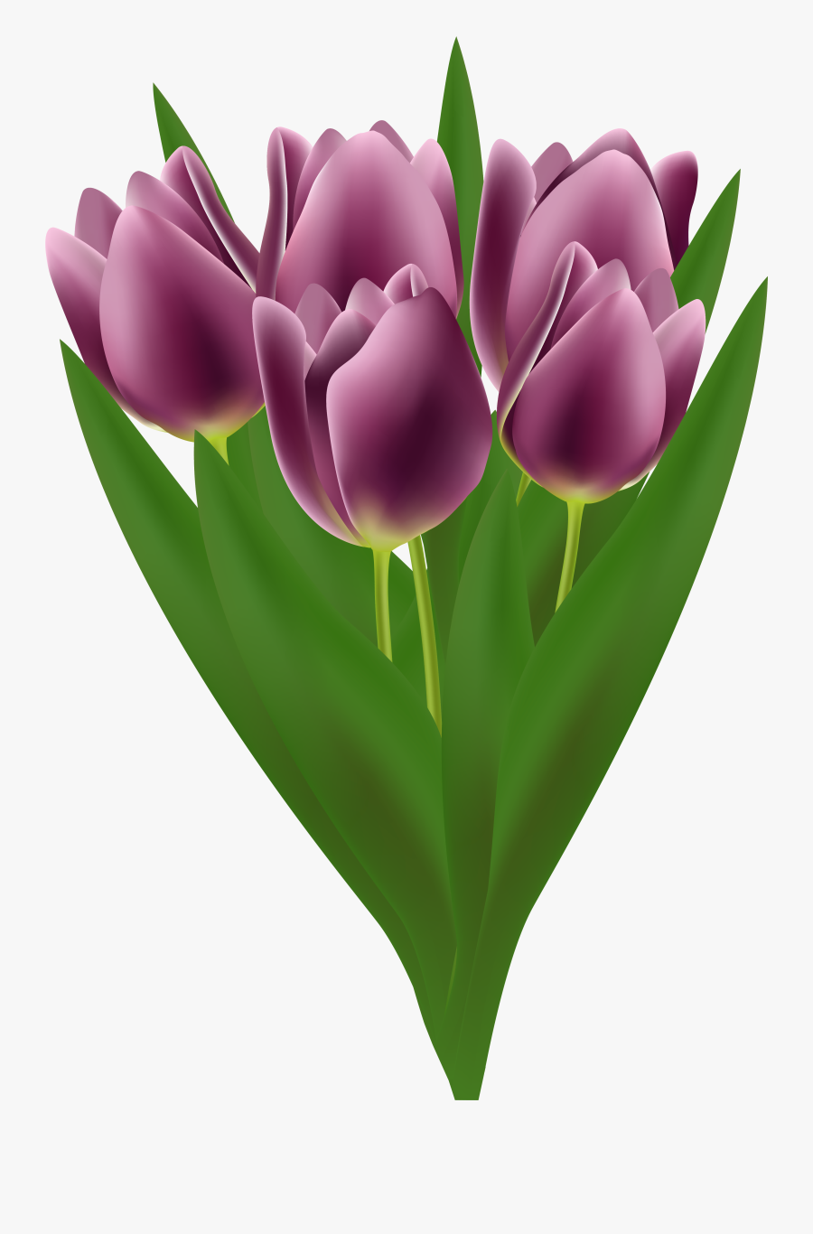 Free Tulip Bouquet Cliparts - Tulip, Transparent Clipart