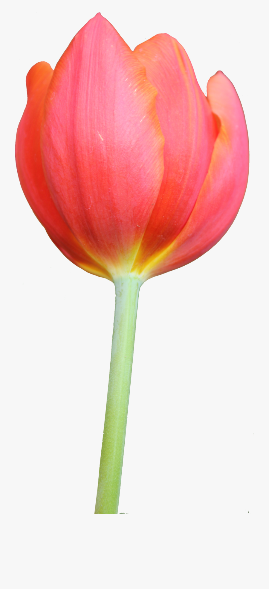 Tulip Hd Png, Transparent Clipart