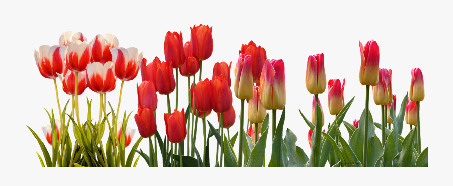 Hyacinth Flower Equinox Spring Tulip International - Tulip Flower Garden Png, Transparent Clipart