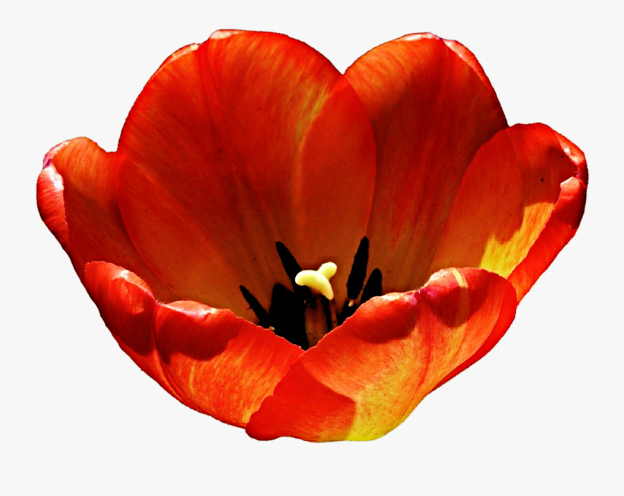 Tulip Clipart Orange - Tulip, Transparent Clipart