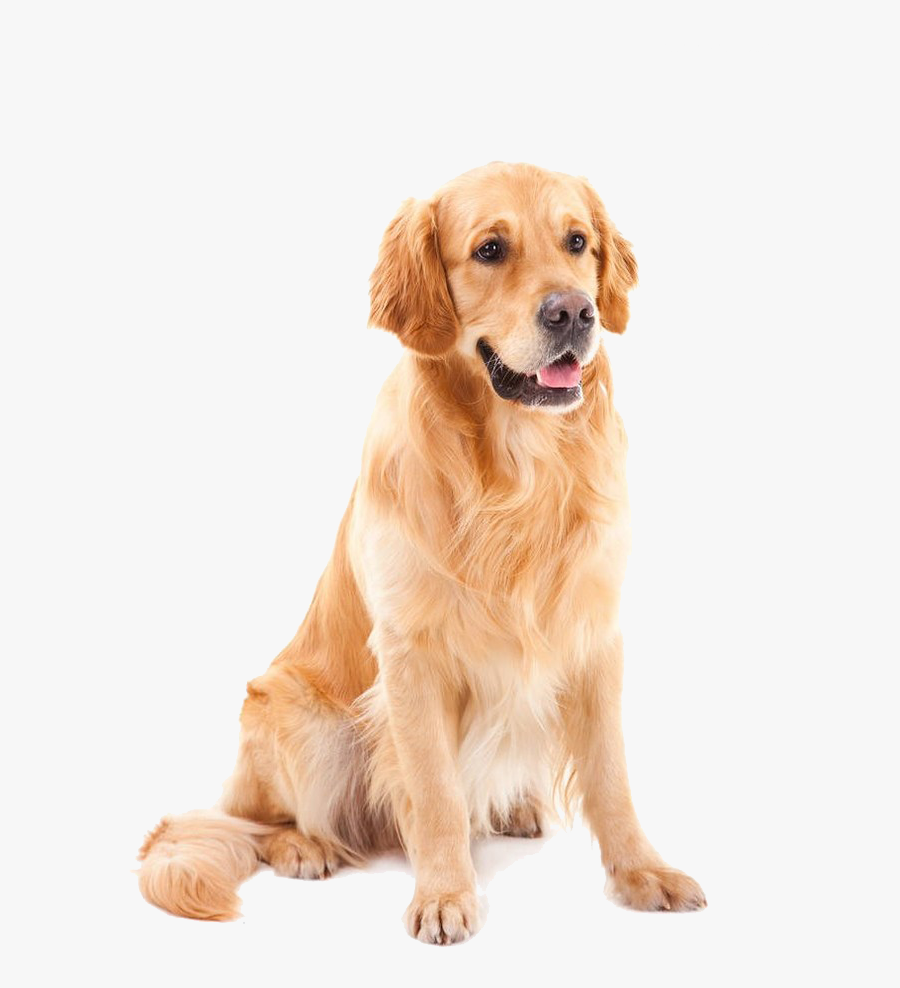 Transparent Shih Tzu Png - Golden Dog Png, Transparent Clipart