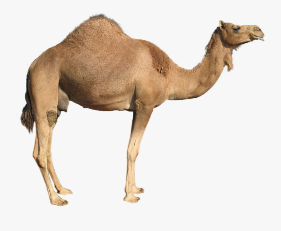 Transparent Background Camel Png, Transparent Clipart