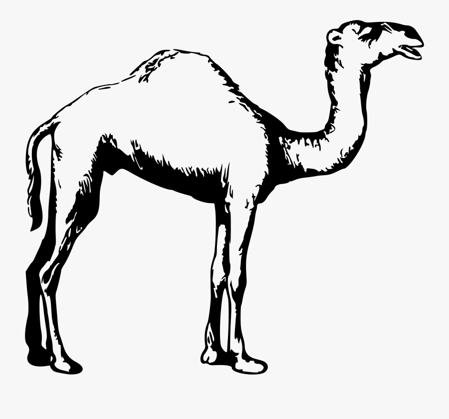 Photography - Black And White Camel Clipart, Transparent Clipart
