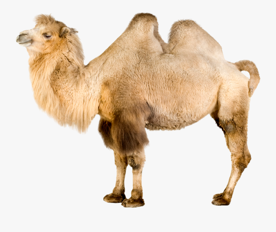 Camel Png Clip Art - Bactrian Camel White Background, Transparent Clipart