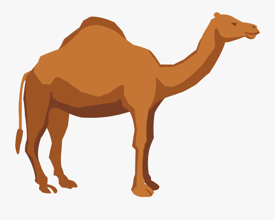 Transparent Camel Clipart Png - Camel Illustration Png, Transparent Clipart