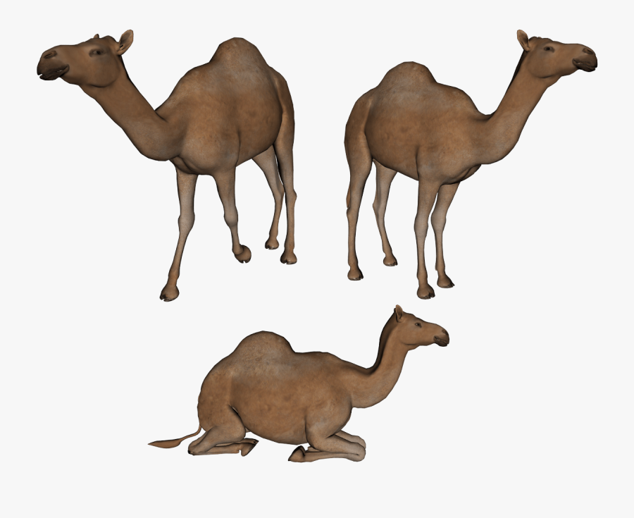 Camel Png Clipart - Clip Art Camel Family, Transparent Clipart