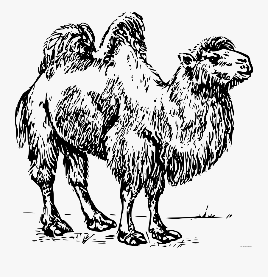 Black And White Camel Clipart - Camel Clip Art, Transparent Clipart
