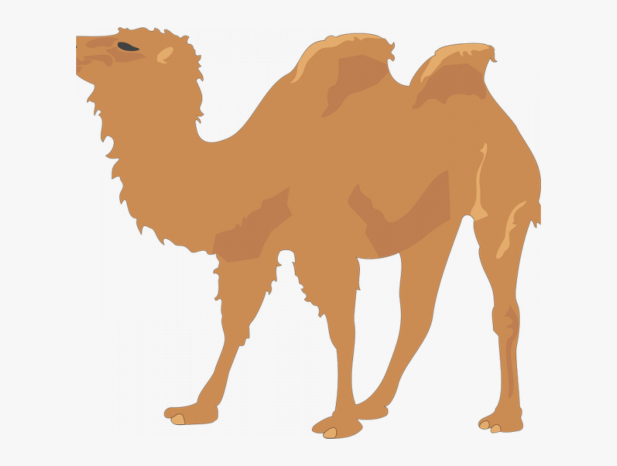 Transparent Camel Face Clipart - Camel Copyright Free, Transparent Clipart