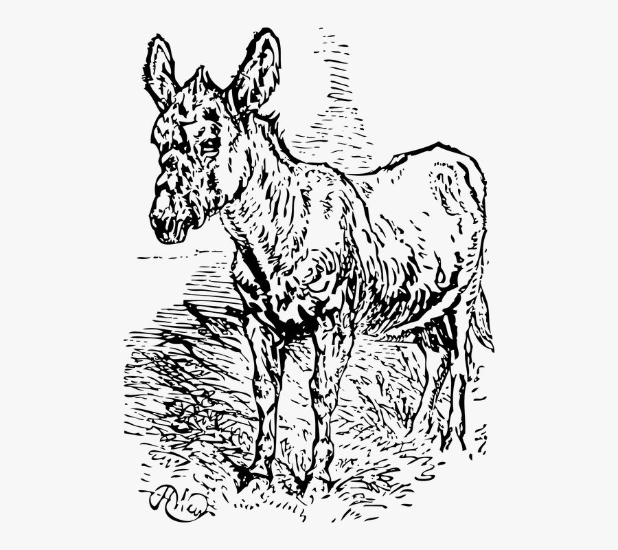 Donkey Peeing Drawing Transparent, Transparent Clipart
