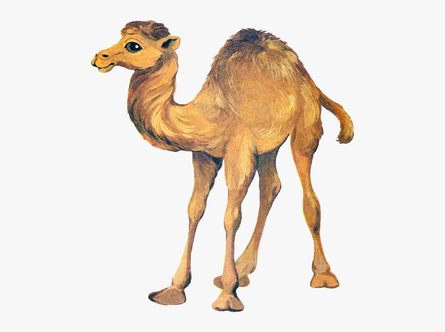 Cute Camel Clipart Funny Pictures - Male Camel Clipart Png, Transparent Clipart