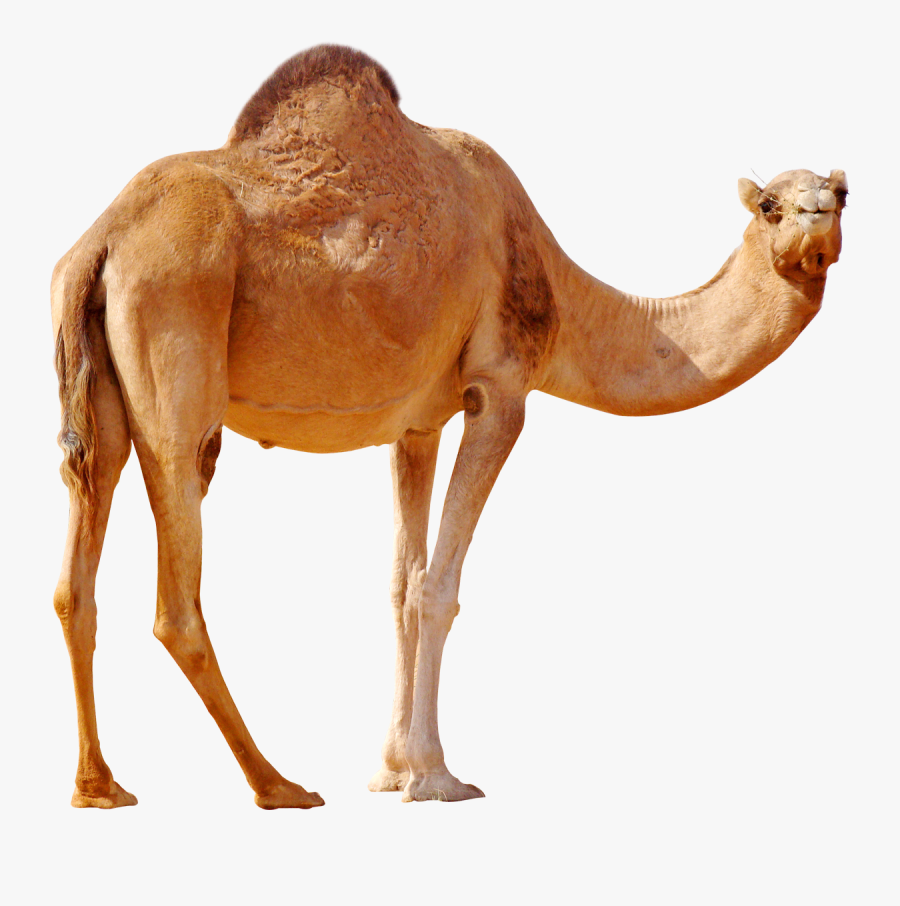 Camel Png Picture, Transparent Clipart