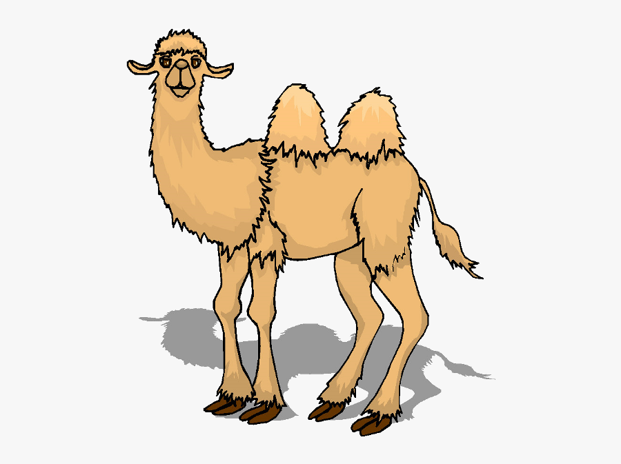Camel Moving Animation, Transparent Clipart