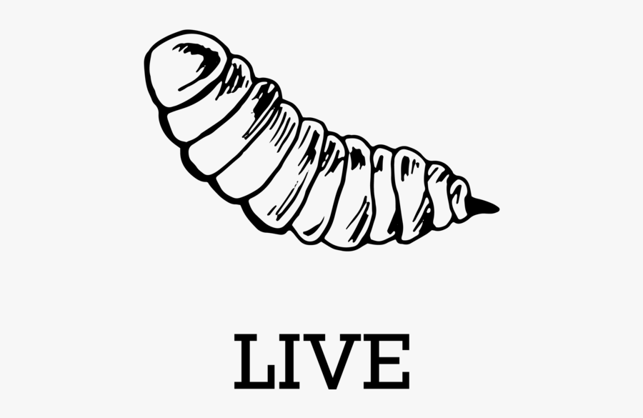 Black Soldier Fly Pupae Logo, Transparent Clipart